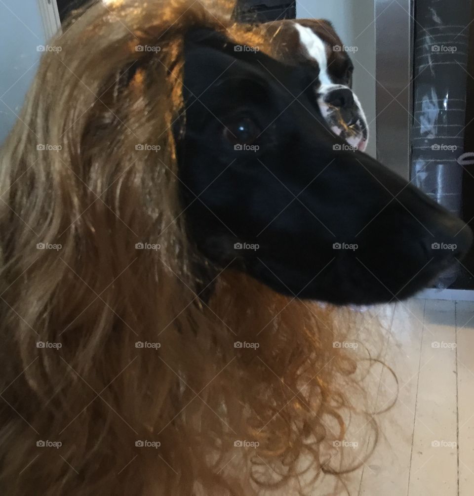 Doberman with the wig on 