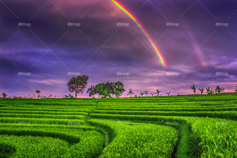 Rainbows at Green rice fields