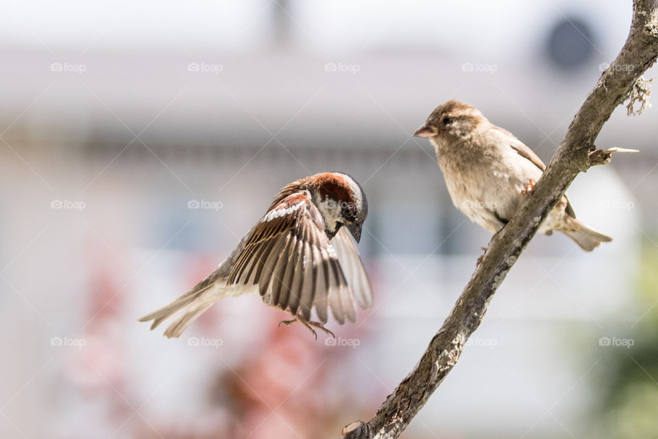 two Sparrows up close