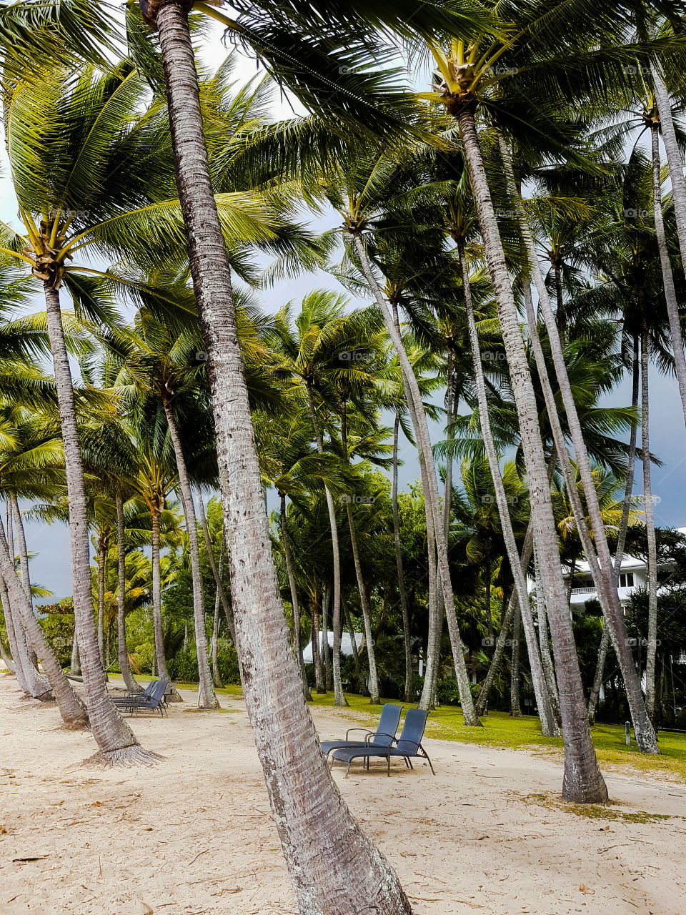 View of palm cove beach