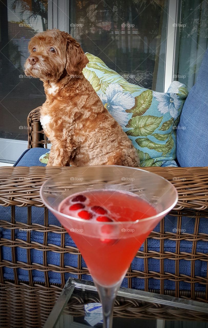 Dog and drinks