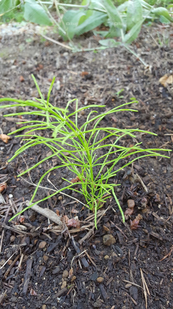 horsetail