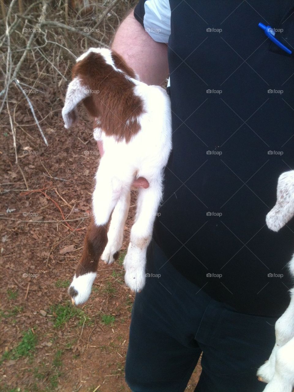 Carrying a Goat Kid