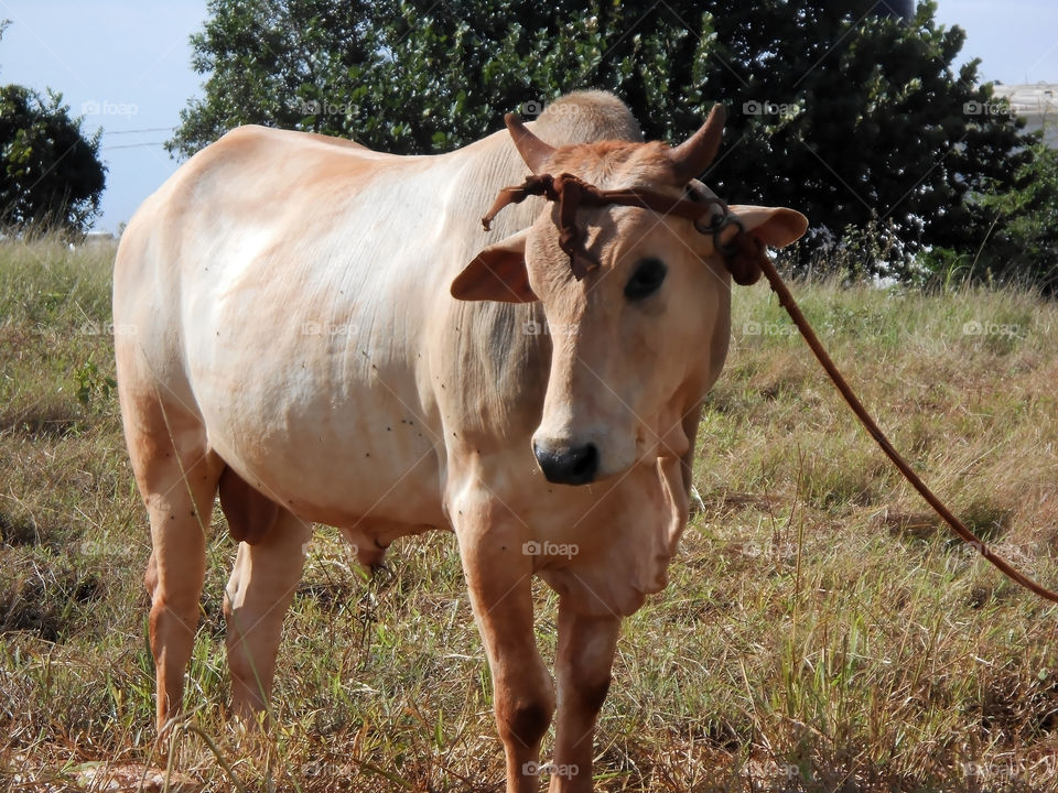 Bull Turns His Head