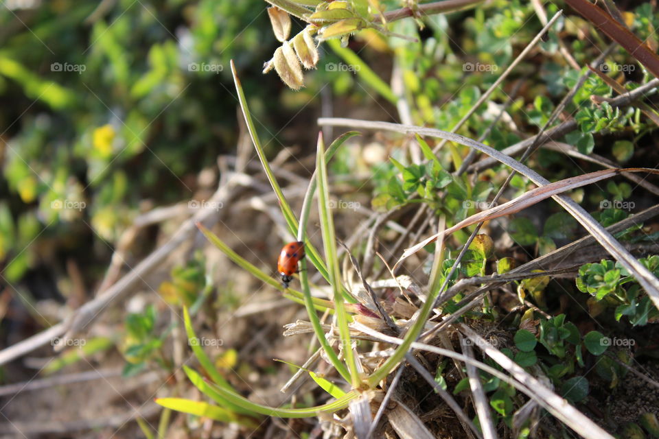 ladybug climbing down blade of grass