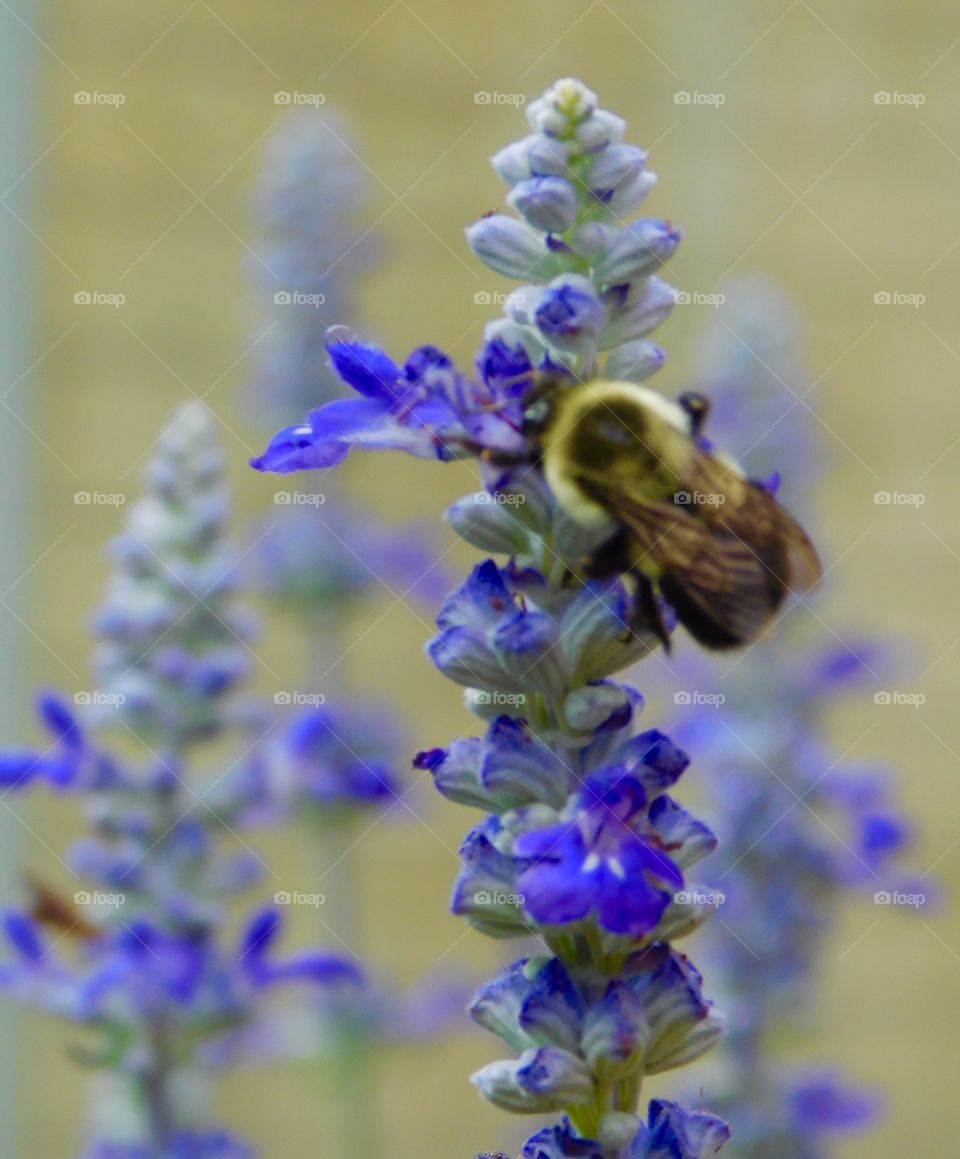 Bees and flowers