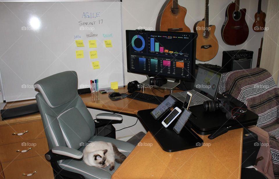 Kitty cat taking over workspace