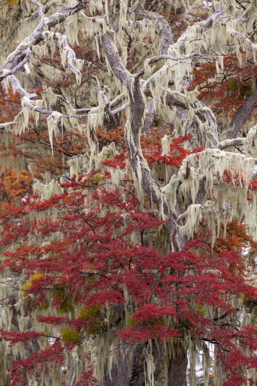 Colorful tree with white moss. Autumn colored tree with silver moss. Colors are red, yellow, grey, silver and green. Long moss is hanging