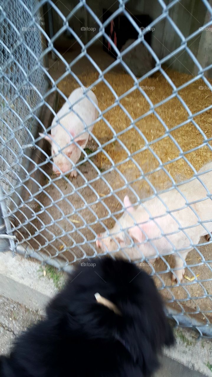 Cage, Fence, No Person, Animal, Mammal