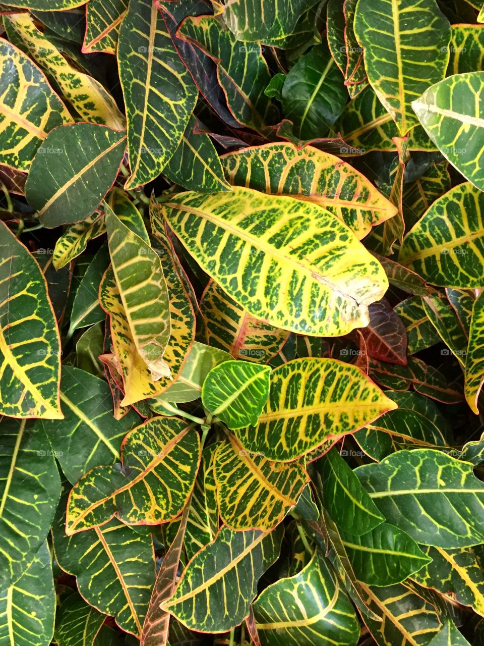 Leaves 