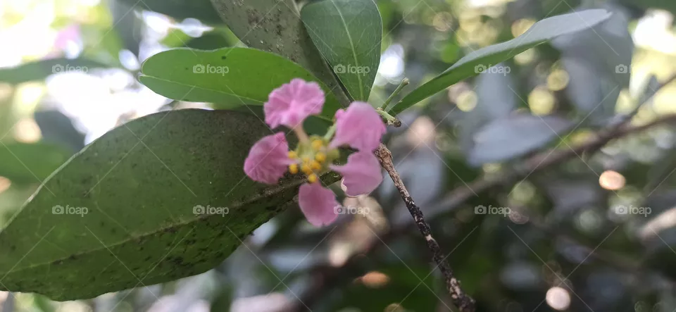 Flowers