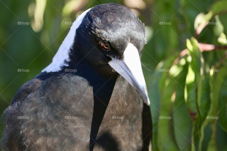 Wild magpie in garden front view head and breast close-up