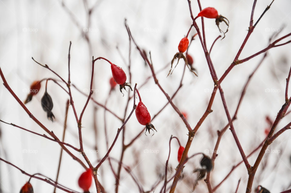 Fruits of sweet-brier in winter.