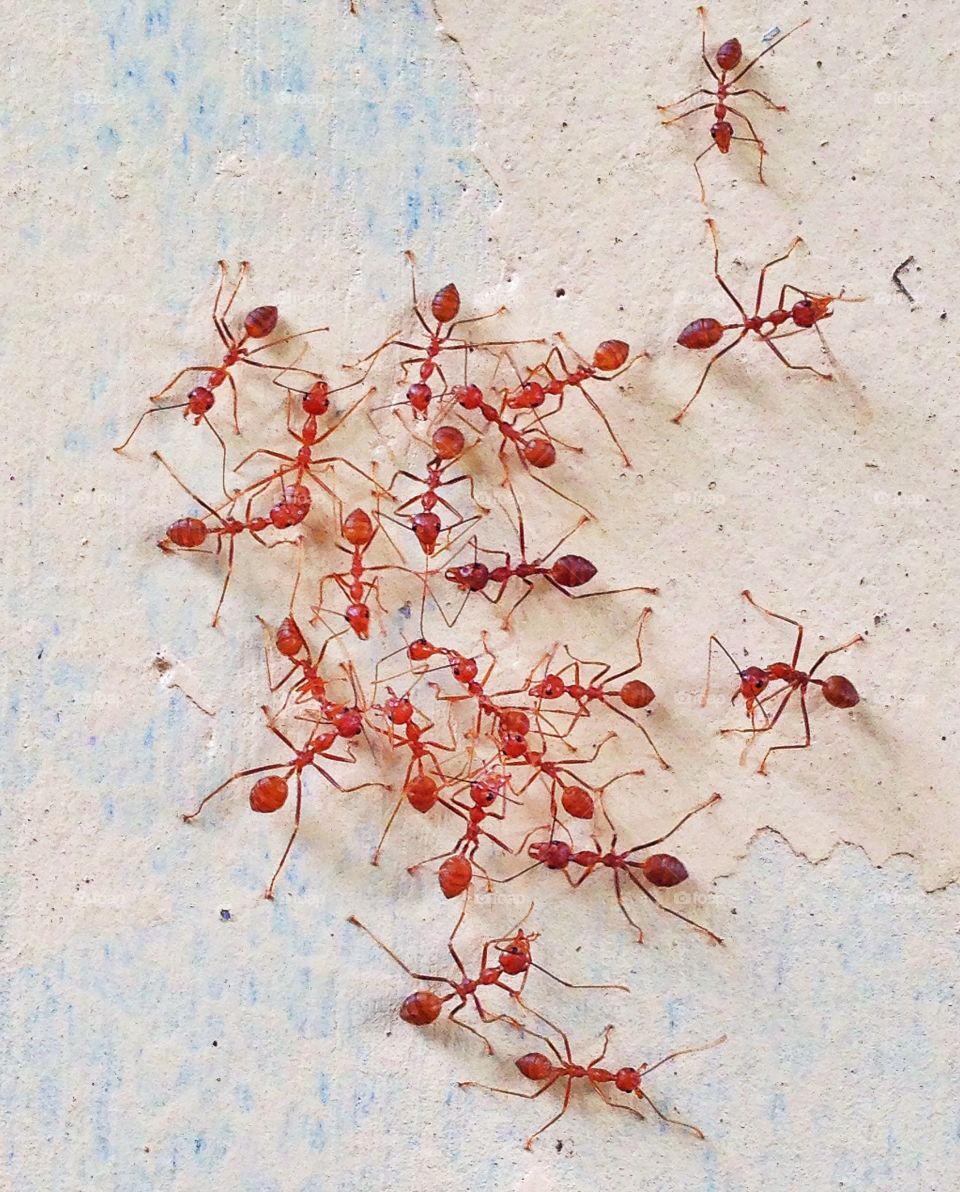 When ants talk to each other