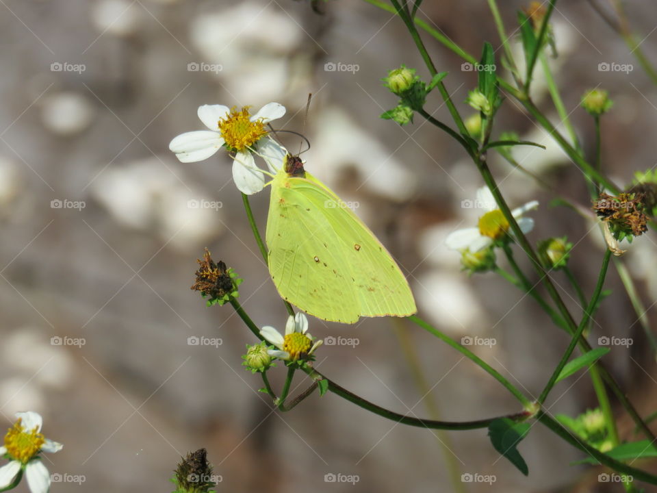 Cloudless sulphur