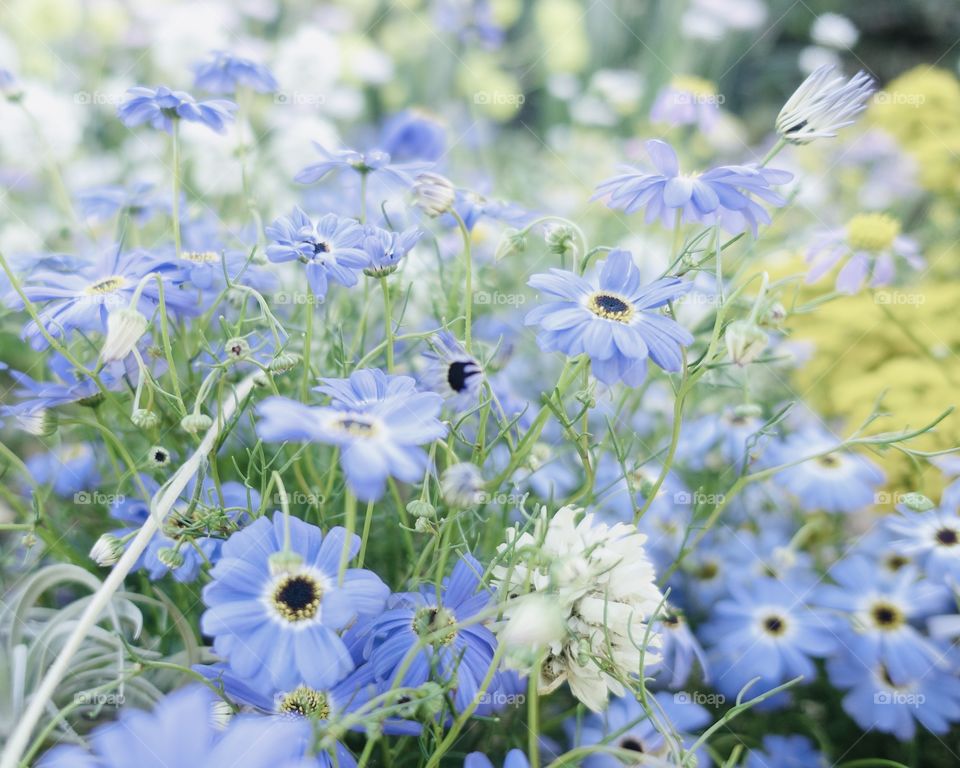 Australian wildflower called Swan River Daisies in the spring garden. 
