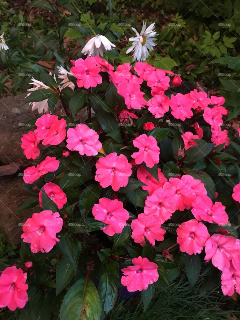 In the garden at sunset