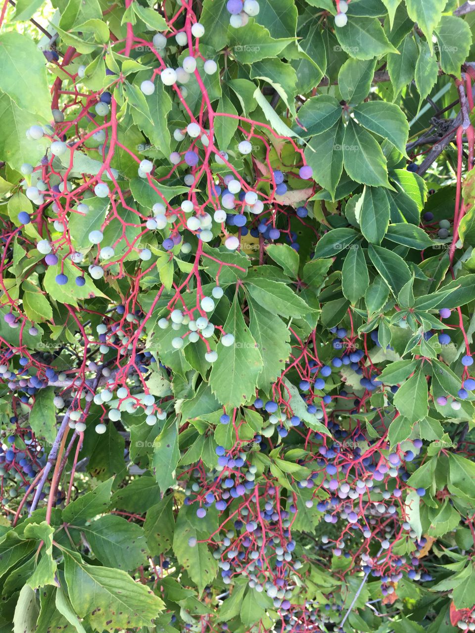 If the birds do not eat them ....... You should not either. 