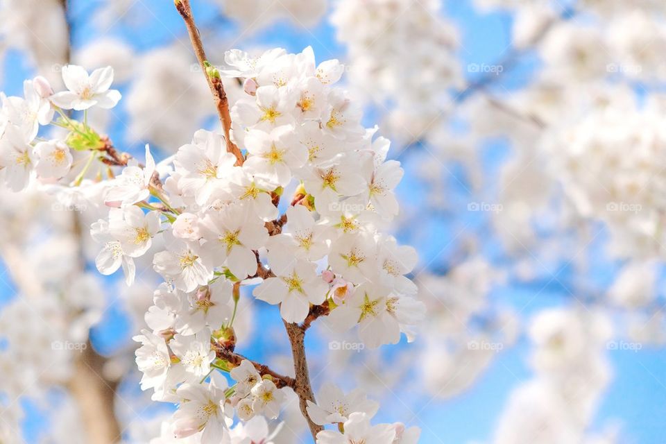 Flowers in spring