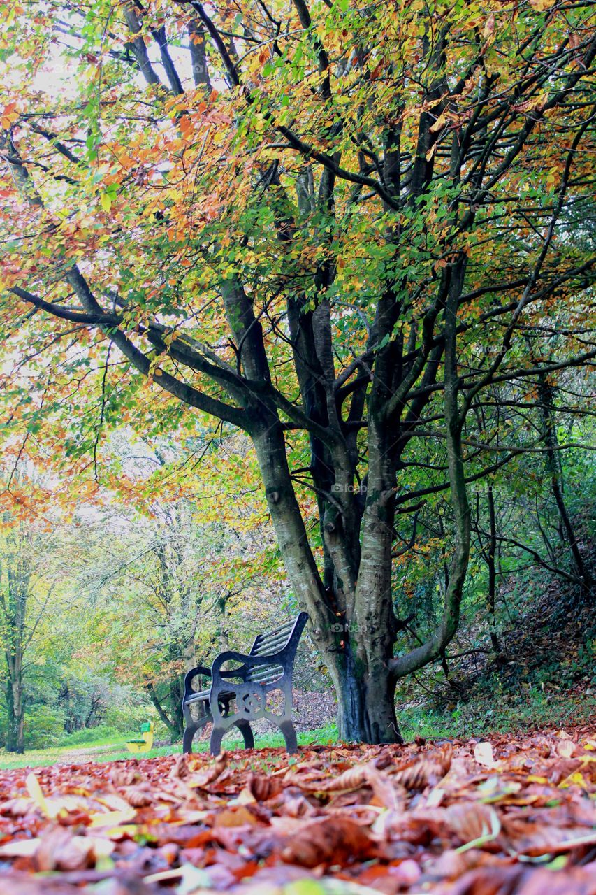View, park, bench, trees, leaves, autumn colors