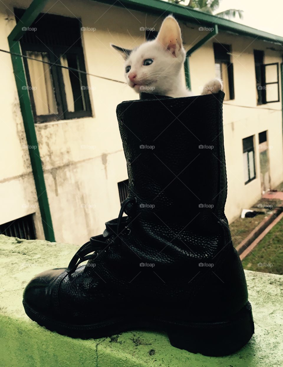 Kitty cat in boot