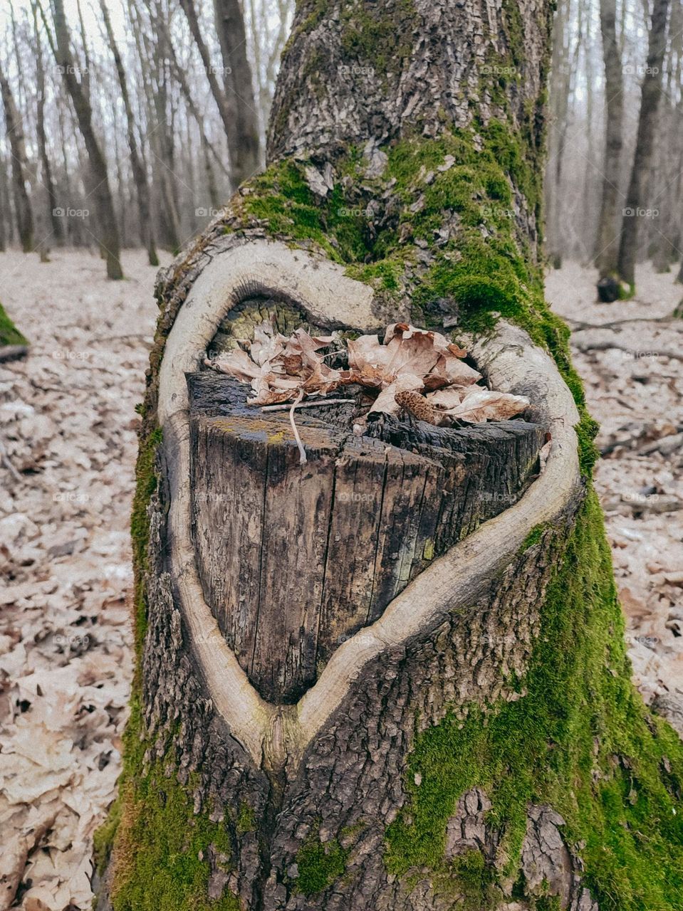 Heart shape tree covered with moss in autumn forest. Wonderful natural shape, wooden texture, tree log, tree trunk, nature perfection