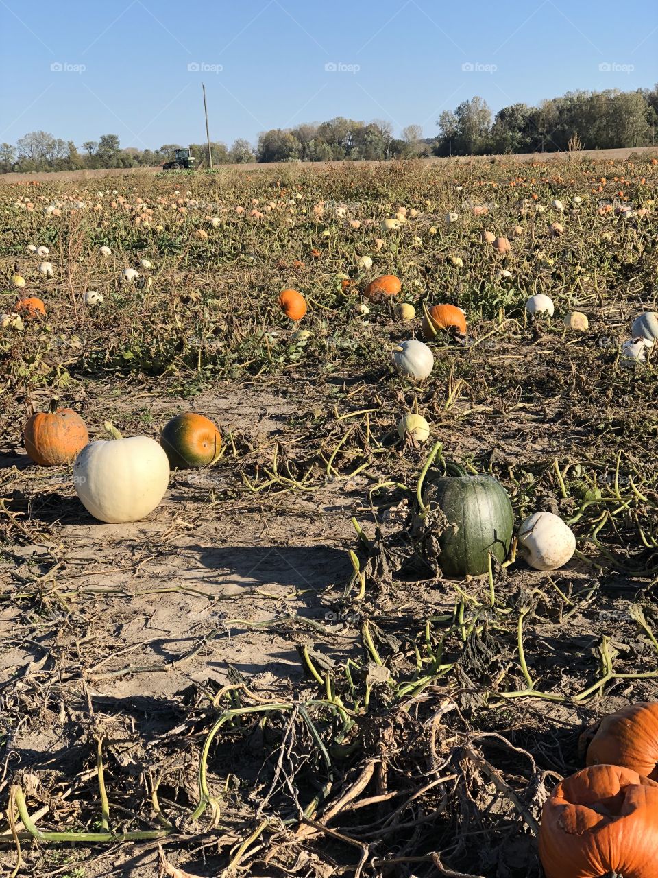 Fall pumpkin patch with assorted pumpkins. White, green and orange pumpkins