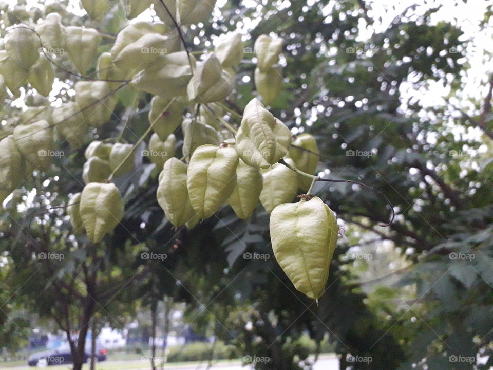 some a little bit weird shape, green leafs...🌿 I love them!😍