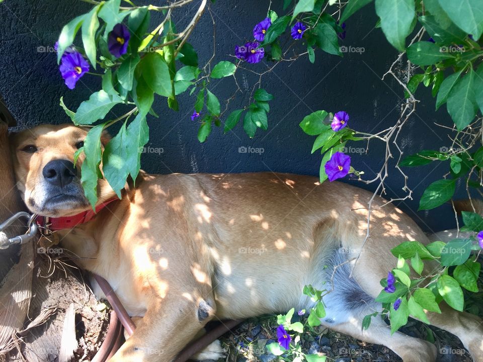 Simba likes flowers 🌸