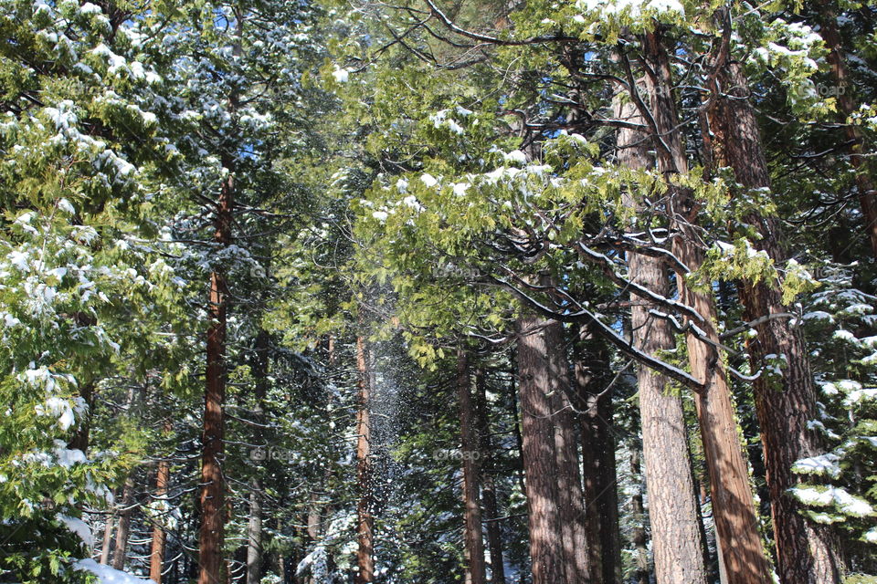 Forest snow