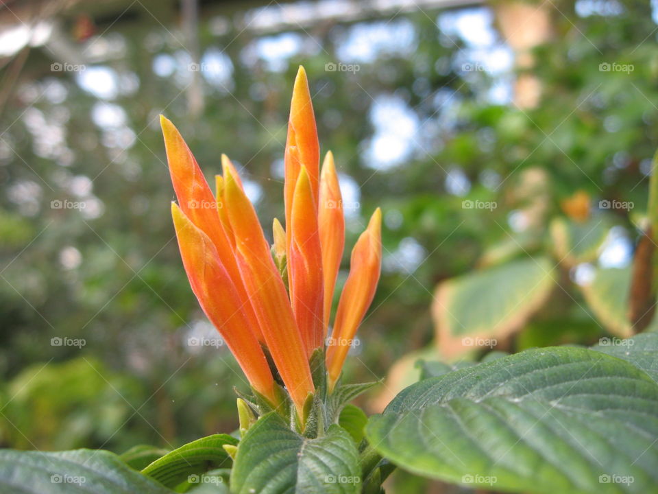 orange buds