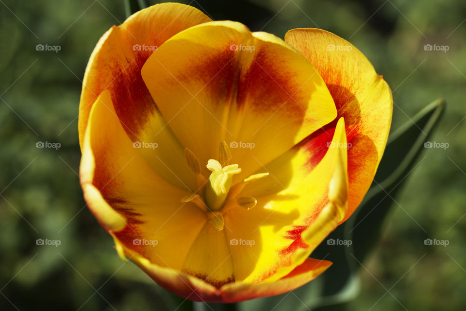 Amazing red and yellow tulip flower