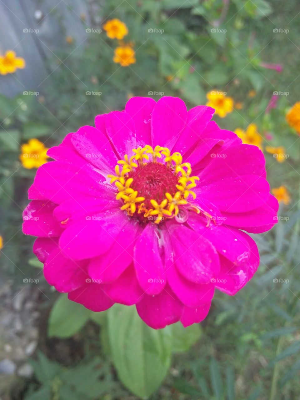 flower lover 🌺 amazing natural beauty
📸 Muneeb bhat