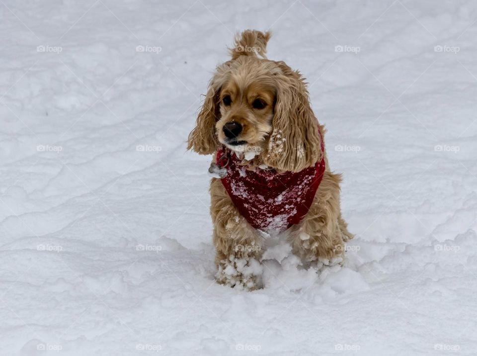 Portrait of cute dog 