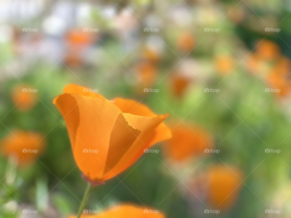 California poppy 