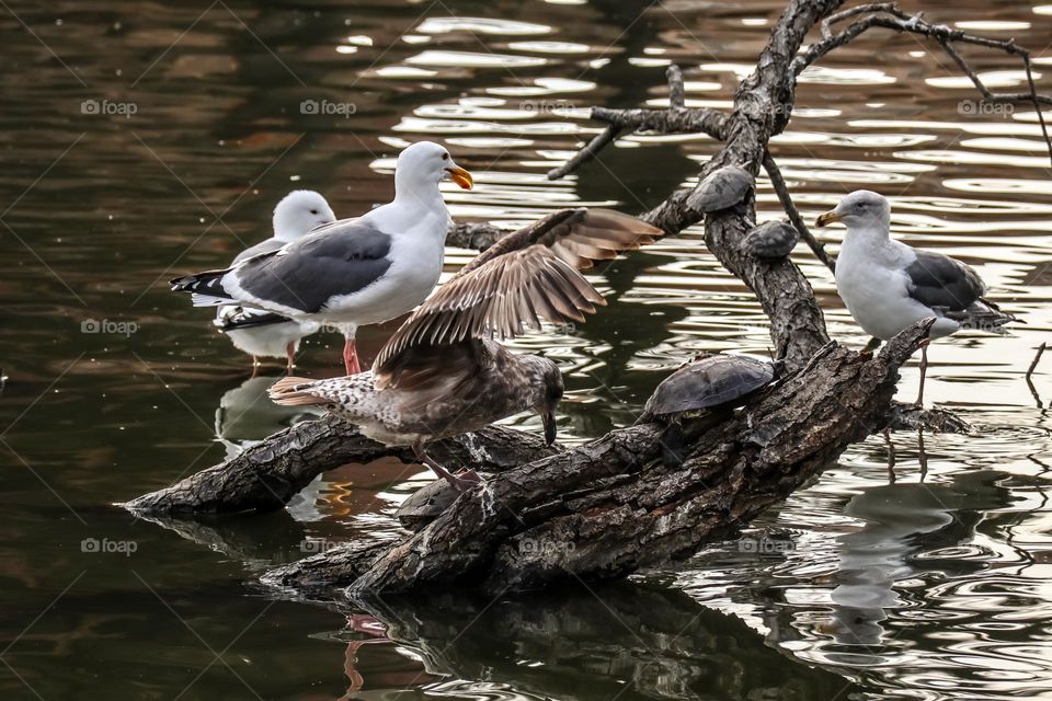 Seagulls and turtles on a tree stump in the lagoon of the Palace of Fine Arts in San Francisco California 