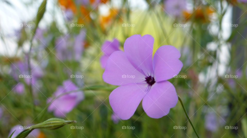 Near at a purple flower. Near at a purple flower in the middle of my terrace