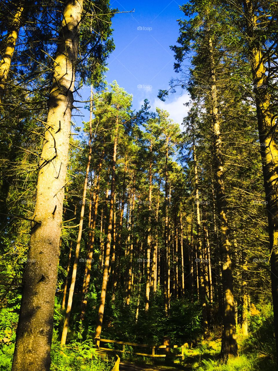 Kielder Forest, Northumberland