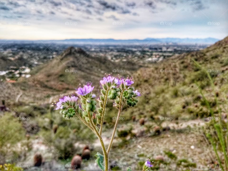 Flower on the mountainside