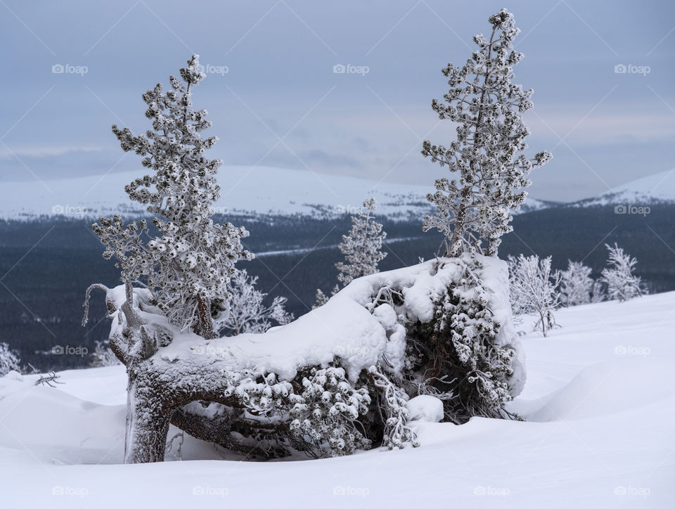Two small icy and snowy pine trees on ridge of a fell in Lapland, Finland on cloudy winter day.