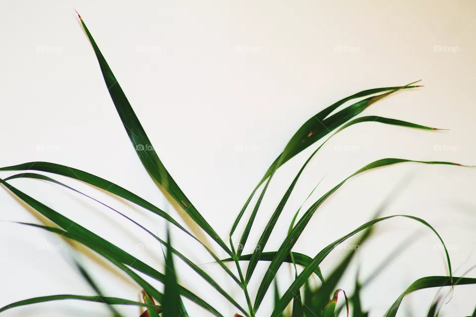 Leaf