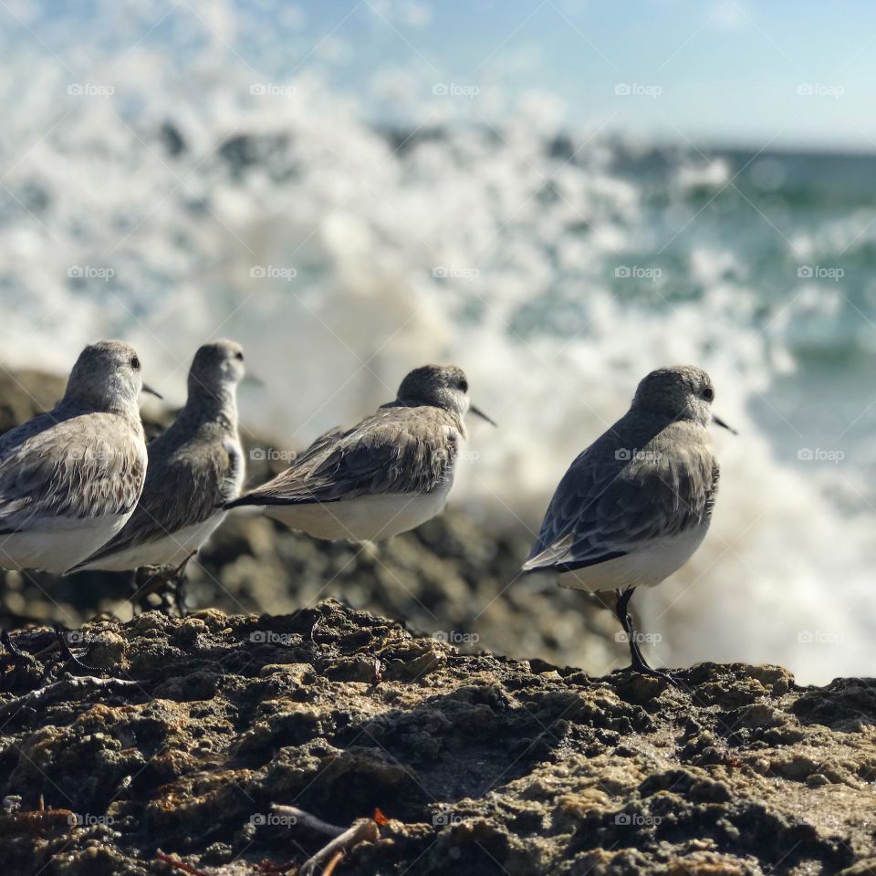 Tiny birds sitting on the beach rocks waiting for their chance to fish in Deerfield Beach, Florida. 