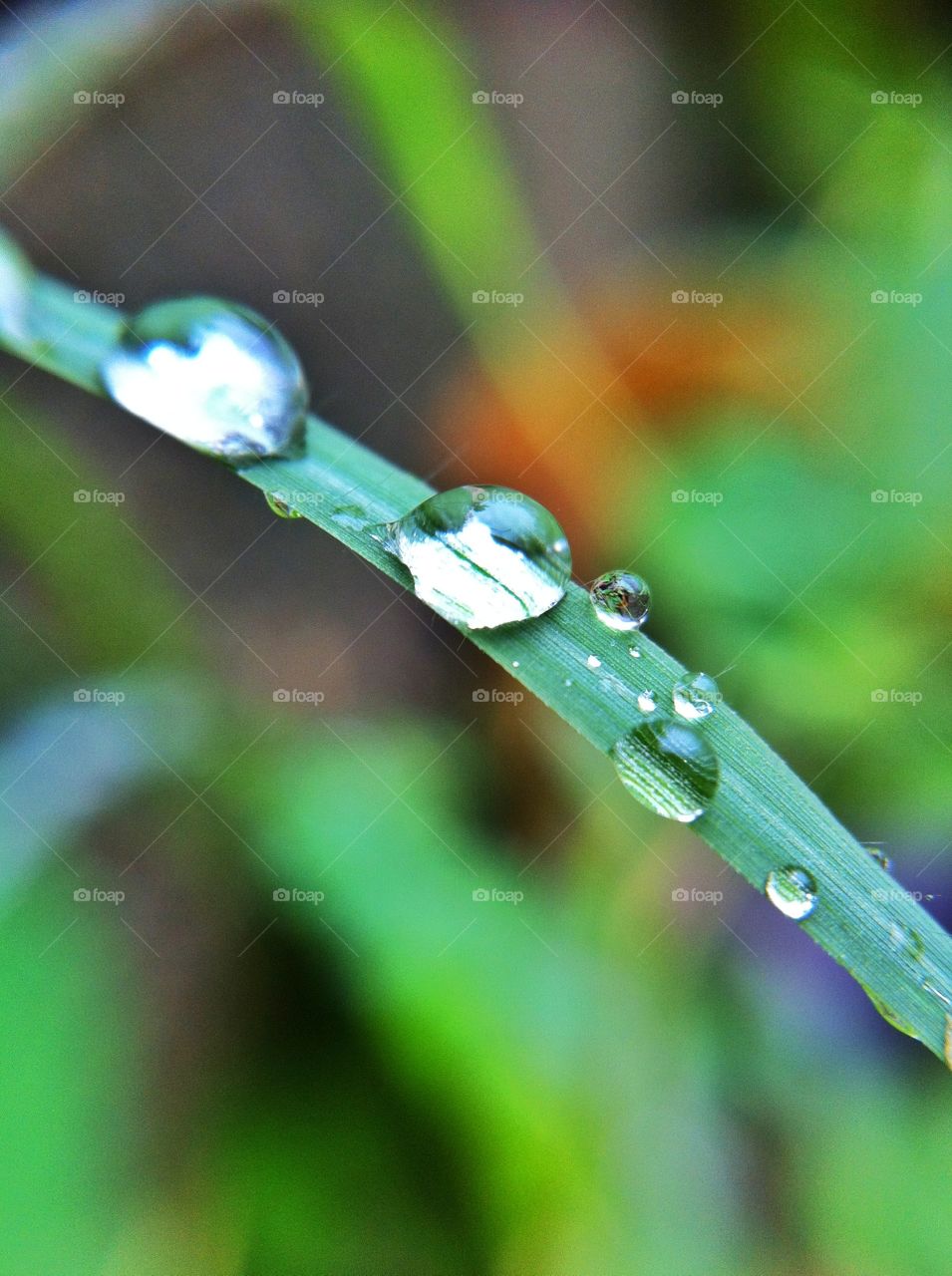 Dew Drops