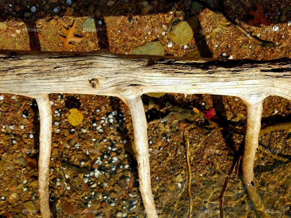 tree log on shore.