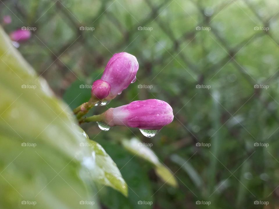 lemon buds after rain.