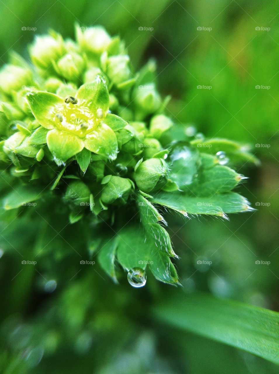 landscape green flowers nature by miss_falcon