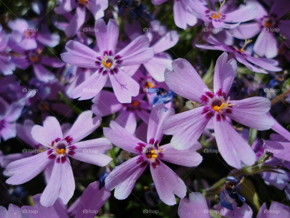 High angle view of flowers