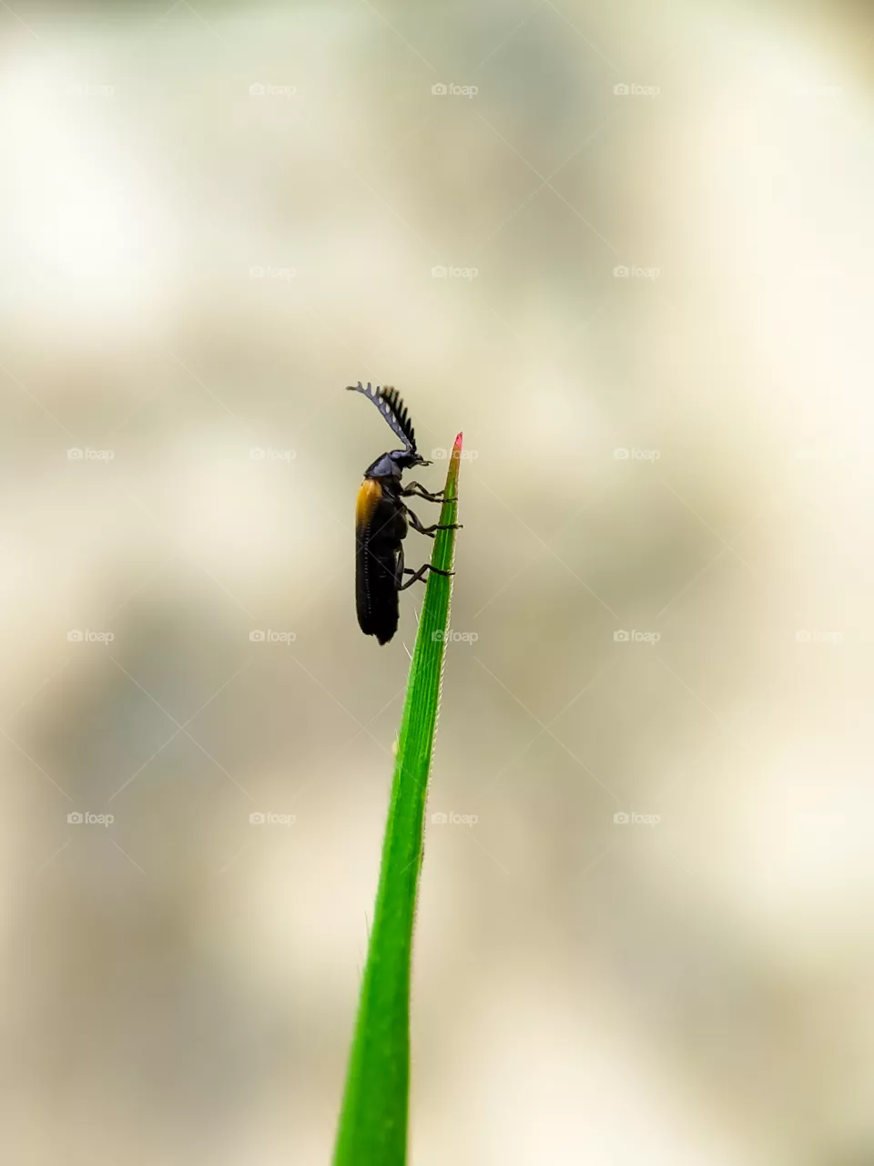 Small horned black-orange beetle is climbing up the thatch leaf. Can you catch it? It's only two millimeters long.