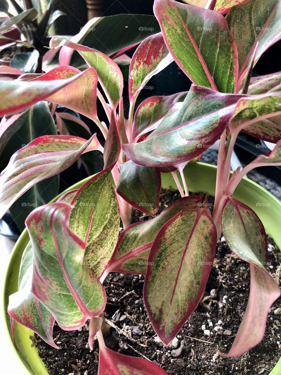 Plant with red and green leaves 
