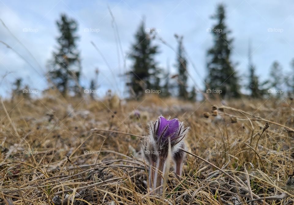 Beautiful blooms starting in the springtime